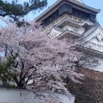 桜unnamed.jpg